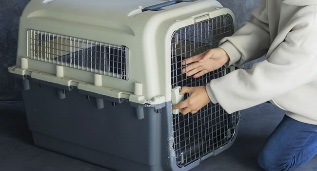 迷子ワンちゃんを無事に保護