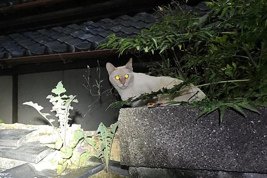 【迷子猫】高知県安芸市のボクくんを無事に保護！ペット探偵による事例をご紹介