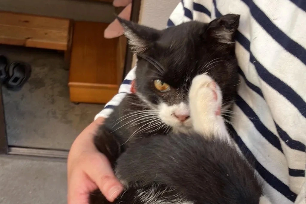【迷子猫】香川県高松市のミミちゃんを無事に保護！ペット探偵による事例をご紹介