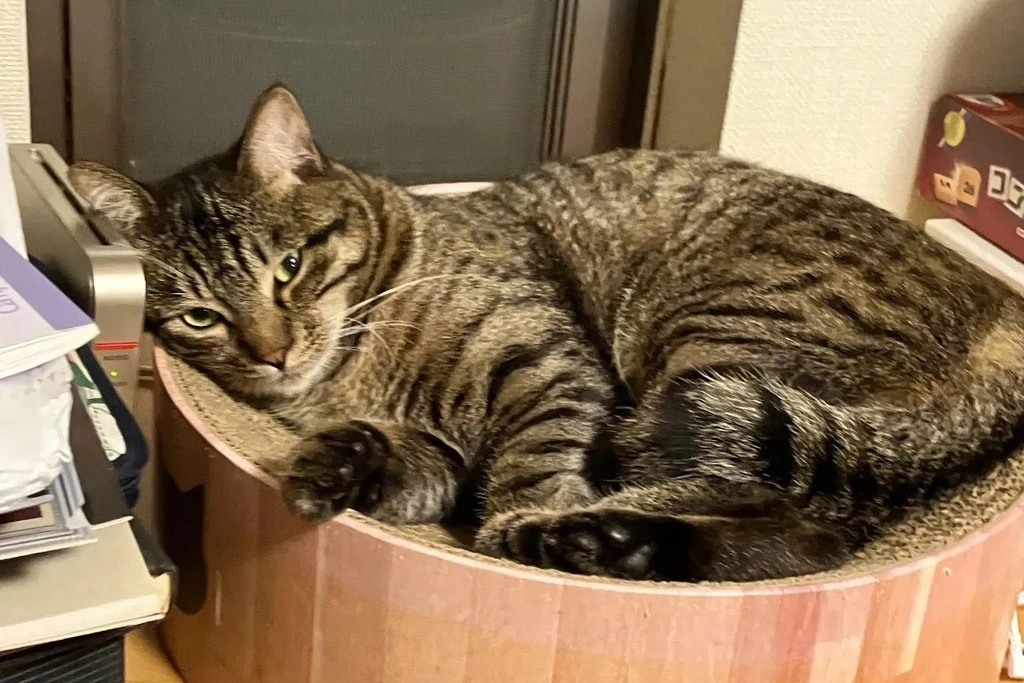 【迷子猫】香川県高松市のダイくんを無事に保護！ペット探偵による事例をご紹介