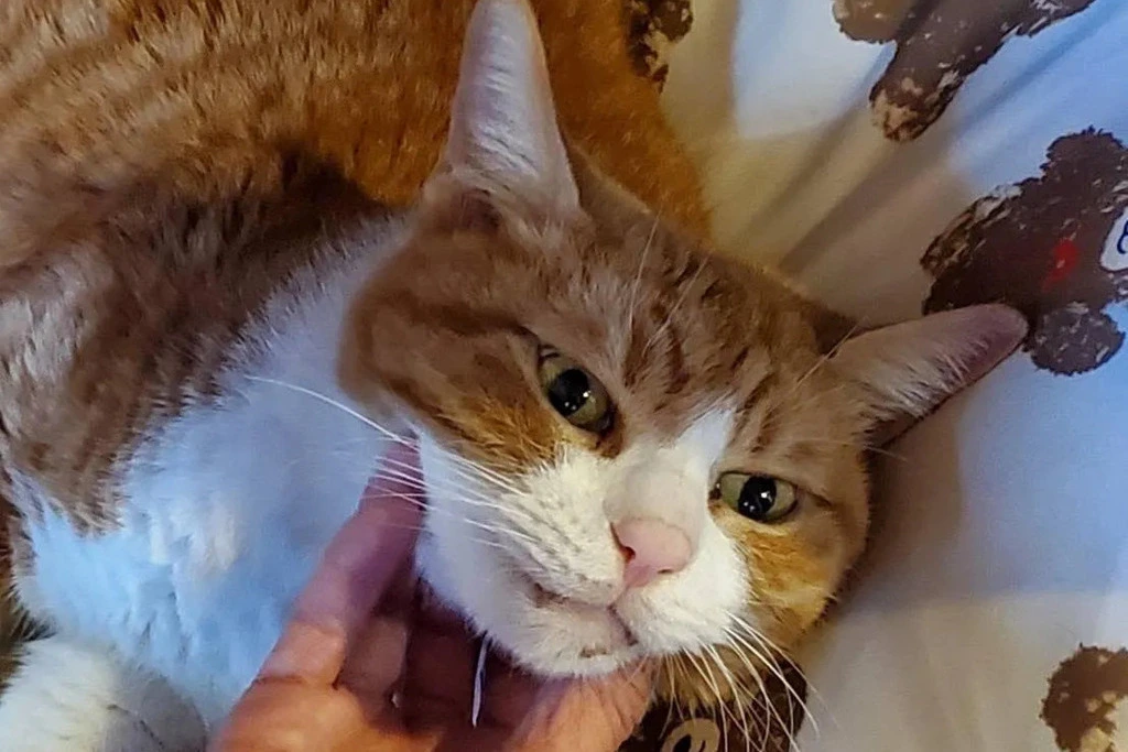 【迷子猫】兵庫県相宝塚市のキトラくんを無事に保護！ペット探偵による事例をご紹介