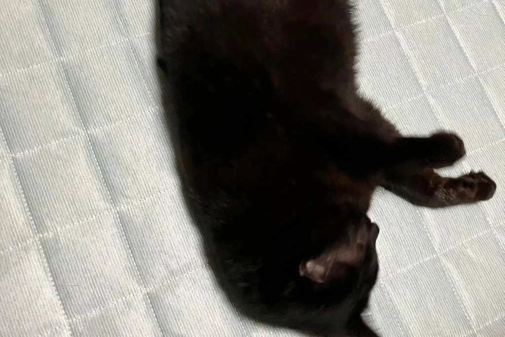 【迷子猫】栃木県宇都宮市のマコちゃんを無事に保護！ペット探偵による事例をご紹介