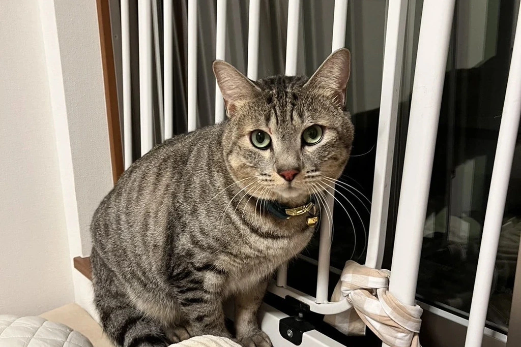 【迷子猫】栃木県宇都宮市のマルくんを無事に保護！ペット探偵による事例をご紹介
