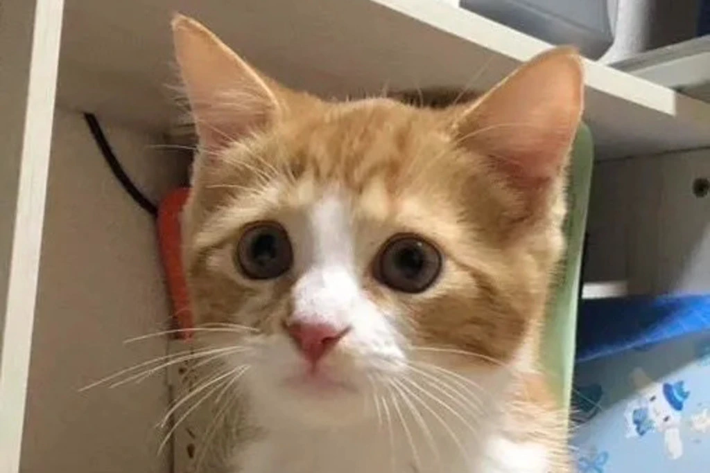 【迷子猫】鳥取県米子市のモンくんを無事に保護！ペット探偵による事例をご紹介