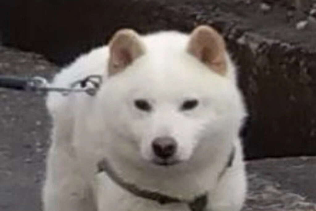 【迷子犬】高知県高岡郡のリクくんを無事に保護！ペット探偵による事例をご紹介