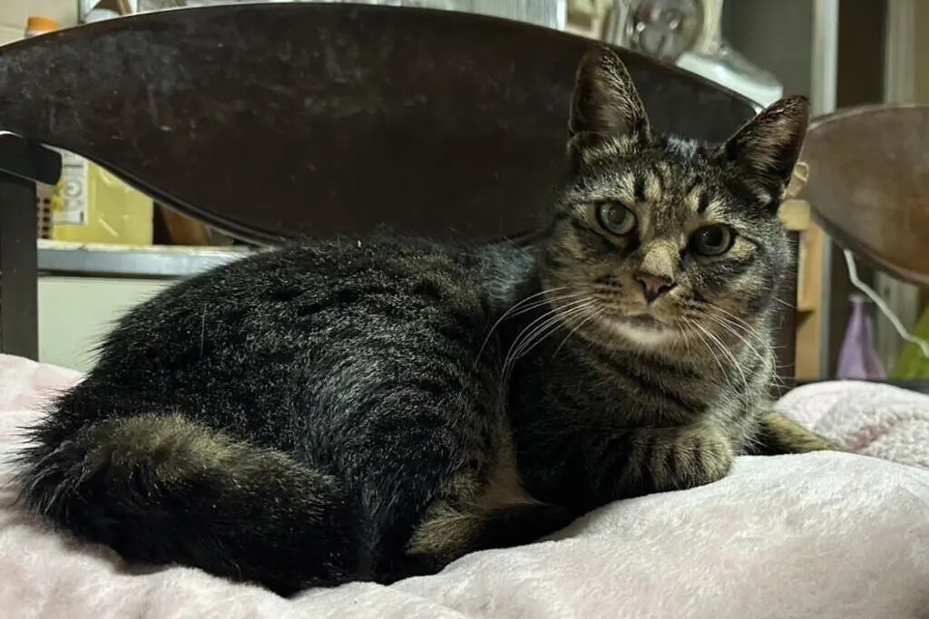 【迷子猫】福岡県糟屋郡のミミちゃんを無事に保護！ペット探偵による事例をご紹介