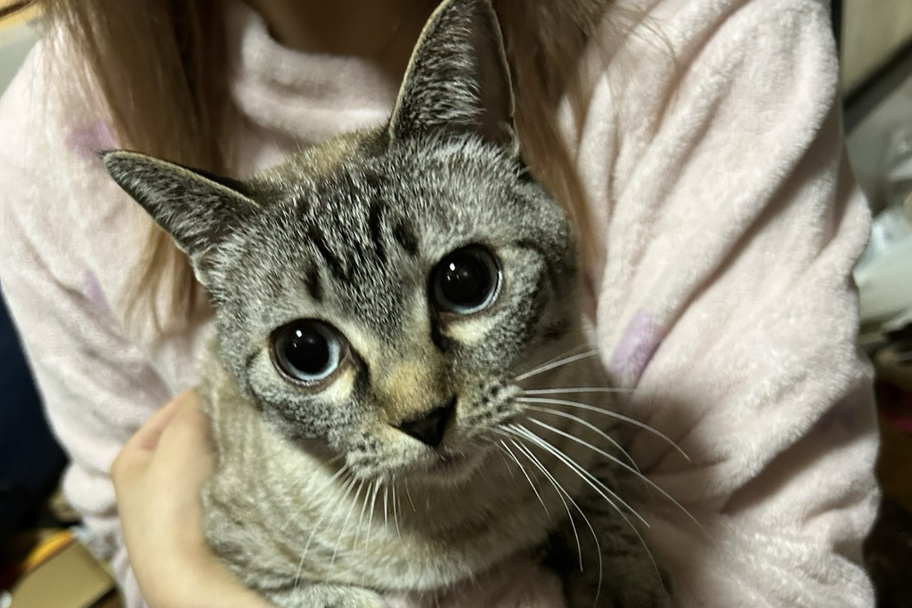 【迷子猫】石川県加賀市のカレンちゃんを無事に保護！ペット探偵による事例をご紹介