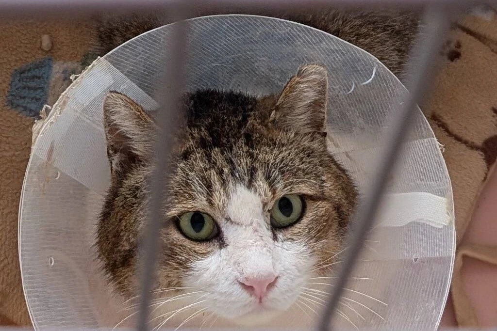 【迷子猫】岩手県岩手郡のキヌくんを無事に保護！ペット探偵による事例をご紹介
