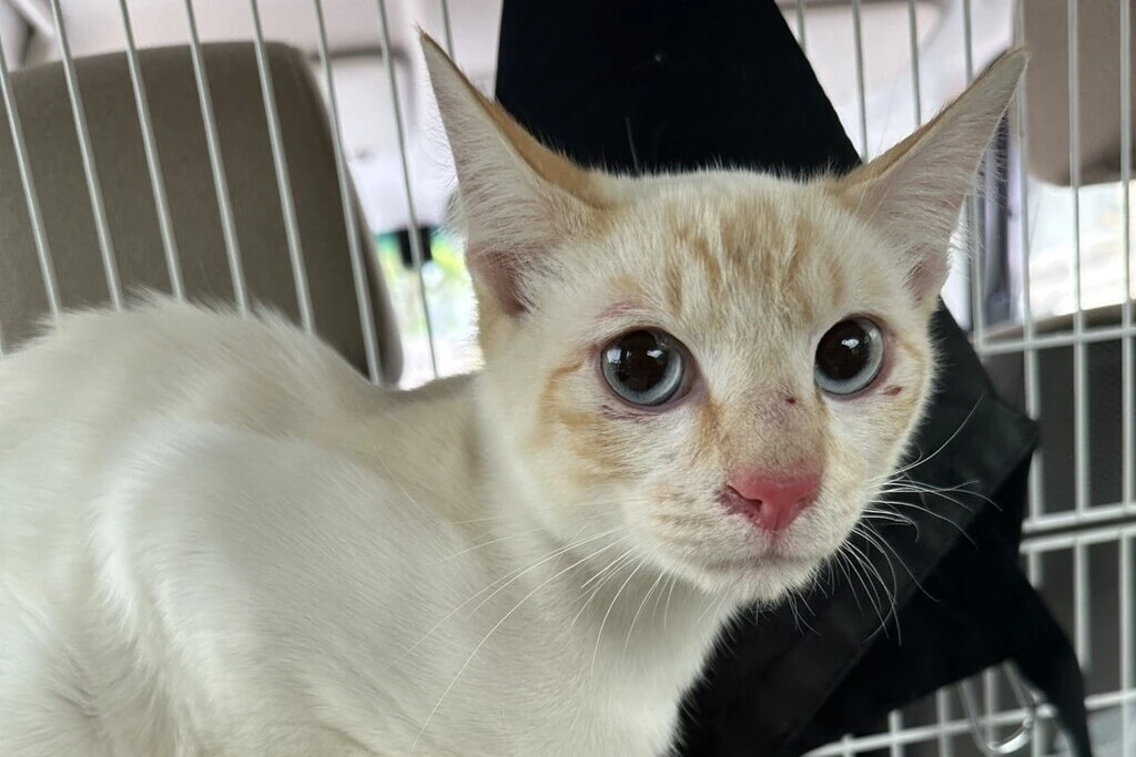 【迷子猫】福島県福島市のソラくんを無事に保護！ペット探偵による事例をご紹介