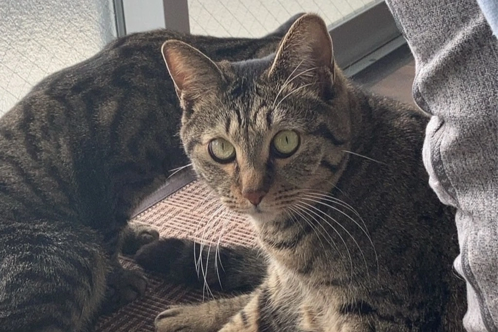 【迷子猫】神奈川県相模原市のチャーちゃんを無事に保護！ペット探偵による事例をご紹介