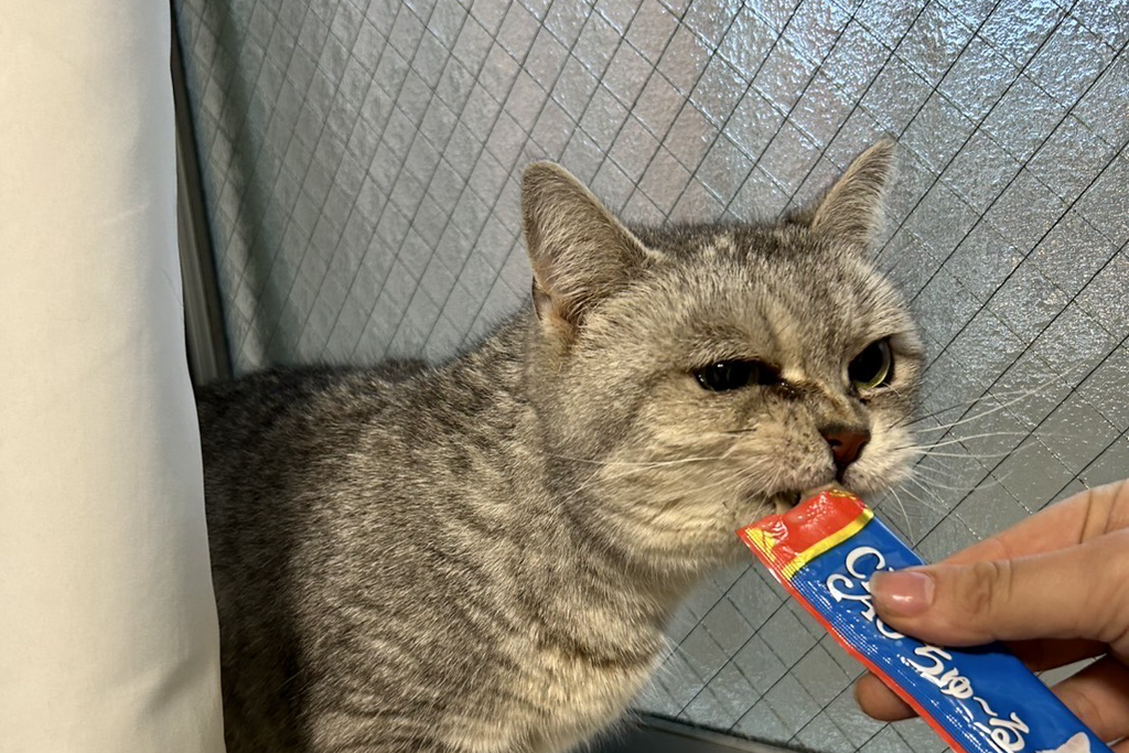 【迷子猫】神奈川県本厚木市のラテちゃんを無事に保護！ペット探偵による事例をご紹介