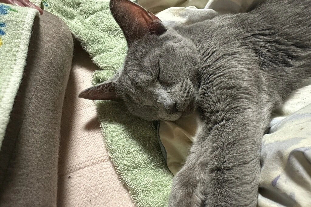 【迷子猫】埼玉県市ふじみ野市のランちゃんを無事に保護！ペット探偵による事例をご紹介