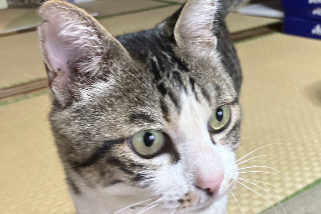 【迷子猫】茨城県常総市のエルくんを無事に保護!ペット探偵による事例をご紹介