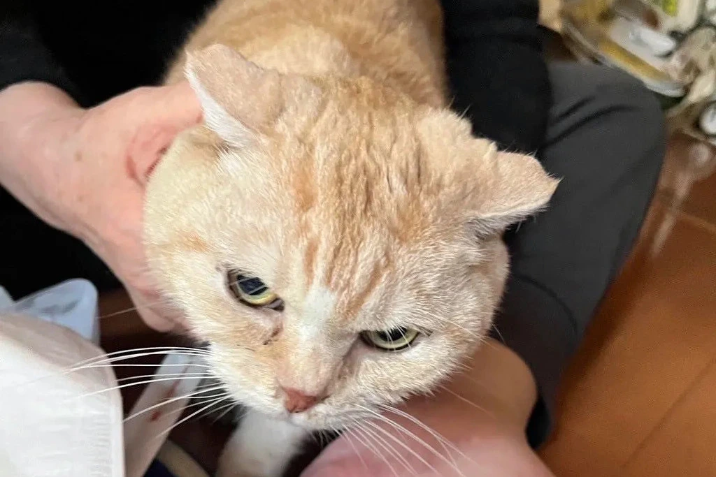 【迷子猫】大阪府八尾市のポンドくんを無事に保護！ペット探偵による事例をご紹介