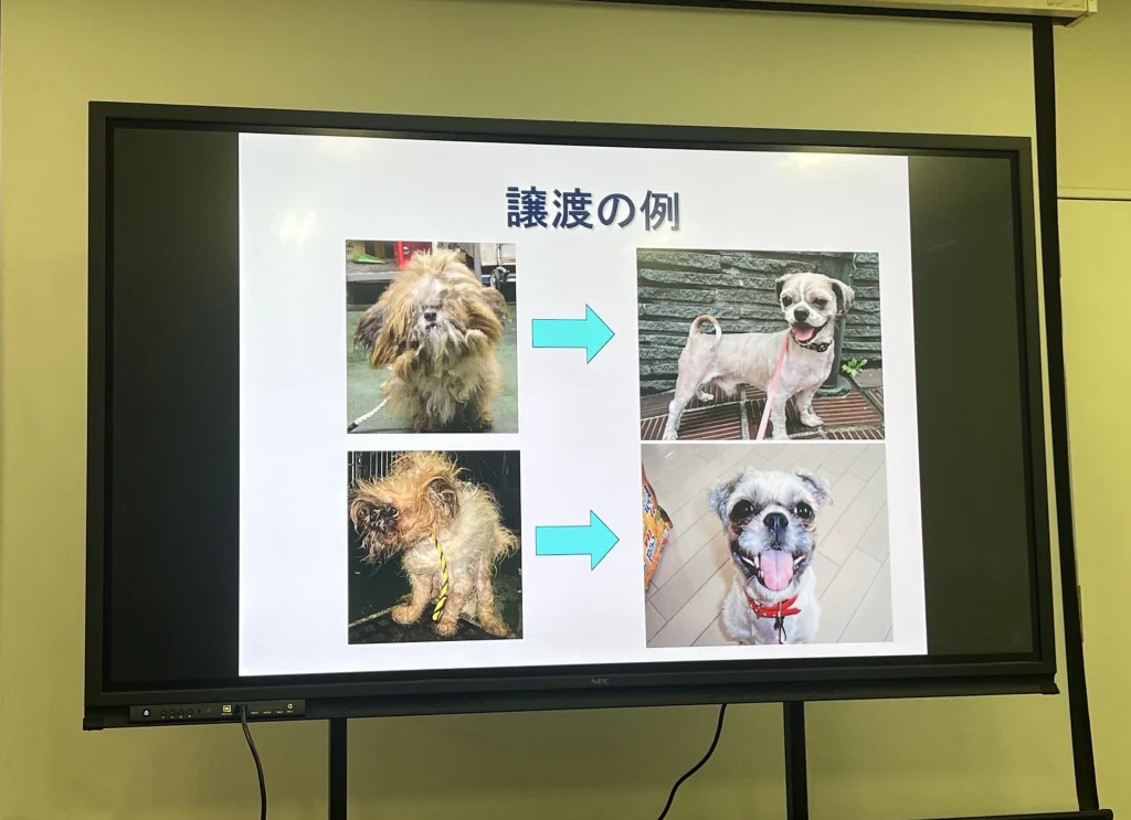 東京都動物愛護相談センターの引取り・譲渡の例