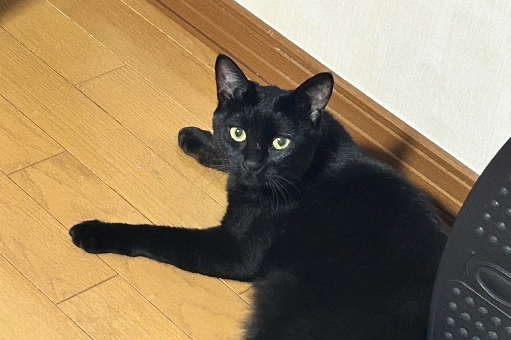 【迷子猫】北海道標津郡のアズキちゃんを無事に保護！ペット探偵による事例をご紹介