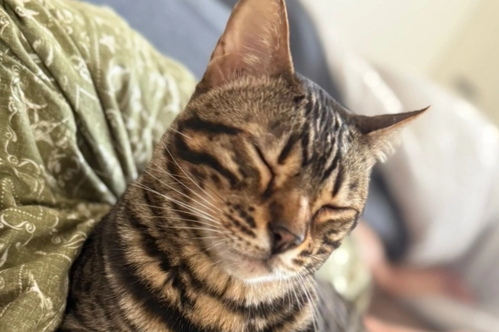 【迷子猫】愛媛県今治市のボッチくんを無事に保護！ペット探偵による事例をご紹介