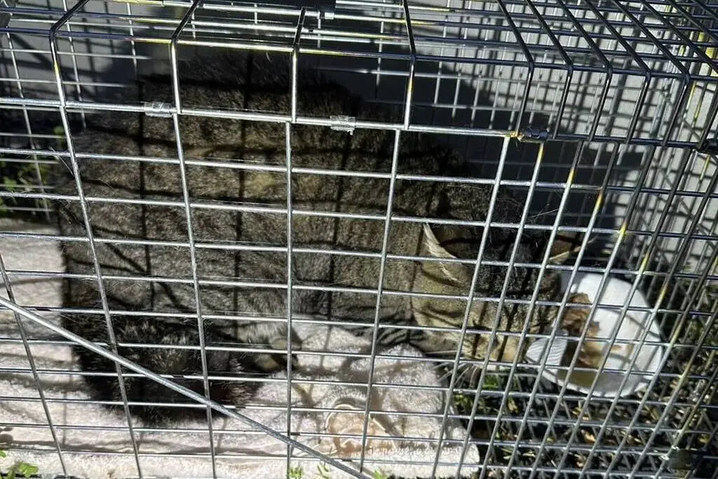 【迷子猫】山形県上山市のウニくんを無事に保護！ペット探偵による事例をご紹介