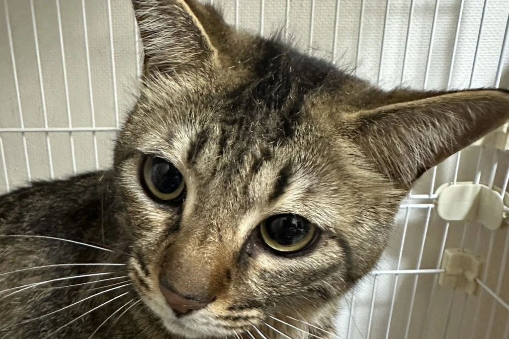 【迷子猫】岡山県岡山市のウヌちゃんを無事に保護！ペット探偵による事例をご紹介