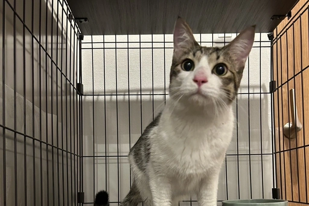 【迷子猫】大分県大分市のエスくんを無事に保護!ペット探偵による事例をご紹介