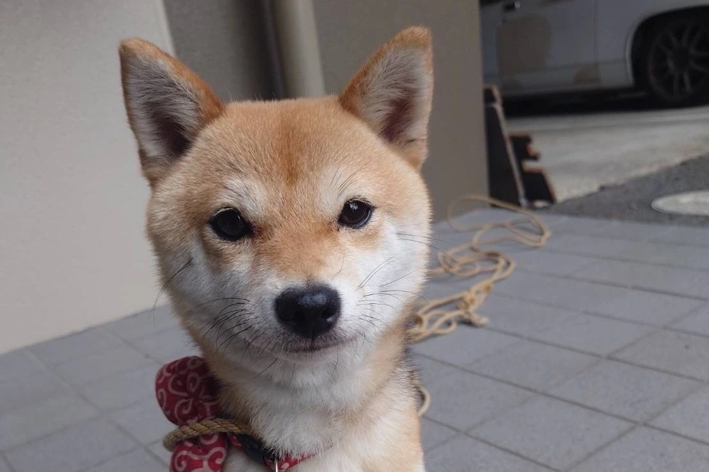 【迷子猫】愛知県豊田市のキナリちゃんを無事に保護!ペット探偵による事例をご紹介