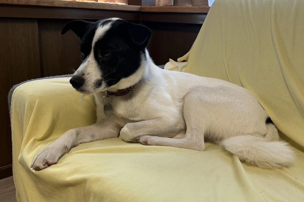 【迷子犬】栃木県佐野市のギュウくんを無事に保護！ペット探偵による事例をご紹介