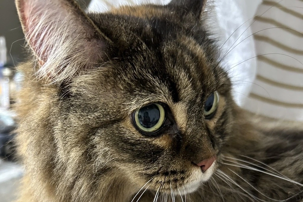 【迷子猫】新潟県新発田市のココちゃんを無事に保護！ペット探偵による事例をご紹介