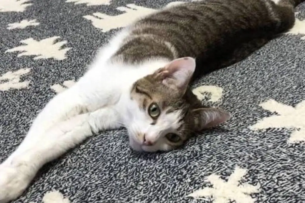 【迷子猫】石川県能美市のココちゃんを無事に保護！ペット探偵による事例をご紹介
