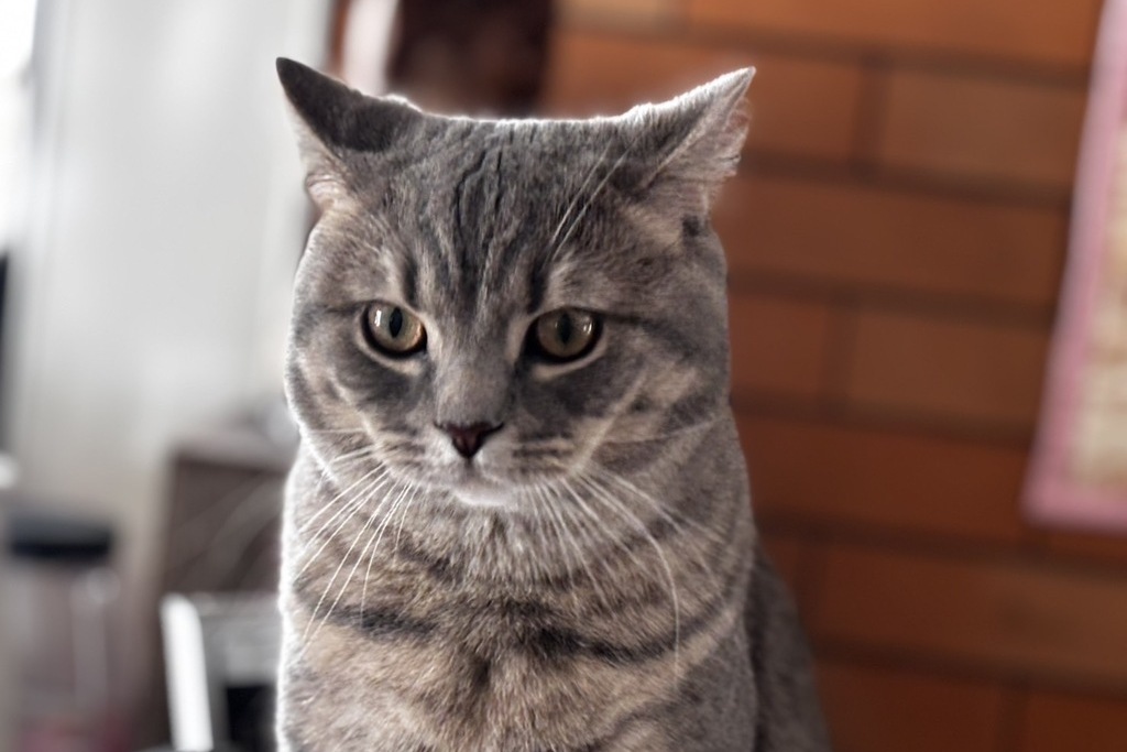 【迷子猫】広島県広島市のコタロウくんを無事に保護！ペット探偵による事例をご紹介