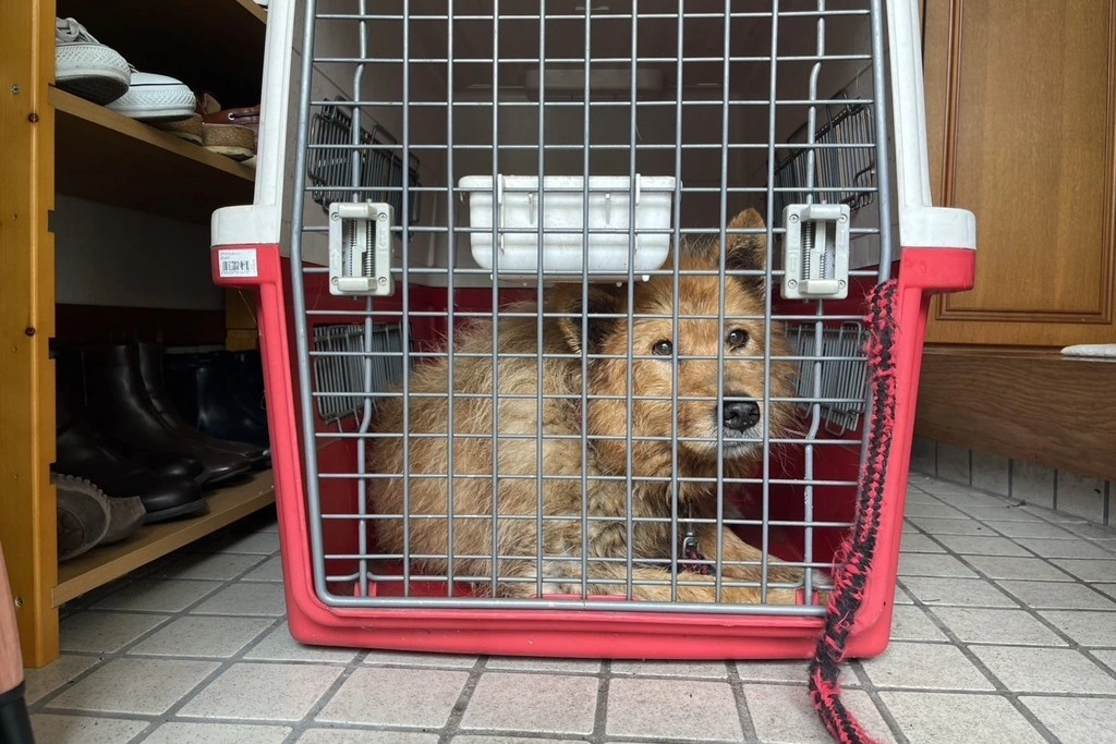 【迷子犬】栃木県宇都宮市のコムギくんを無事に保護！ペット探偵による事例をご紹介