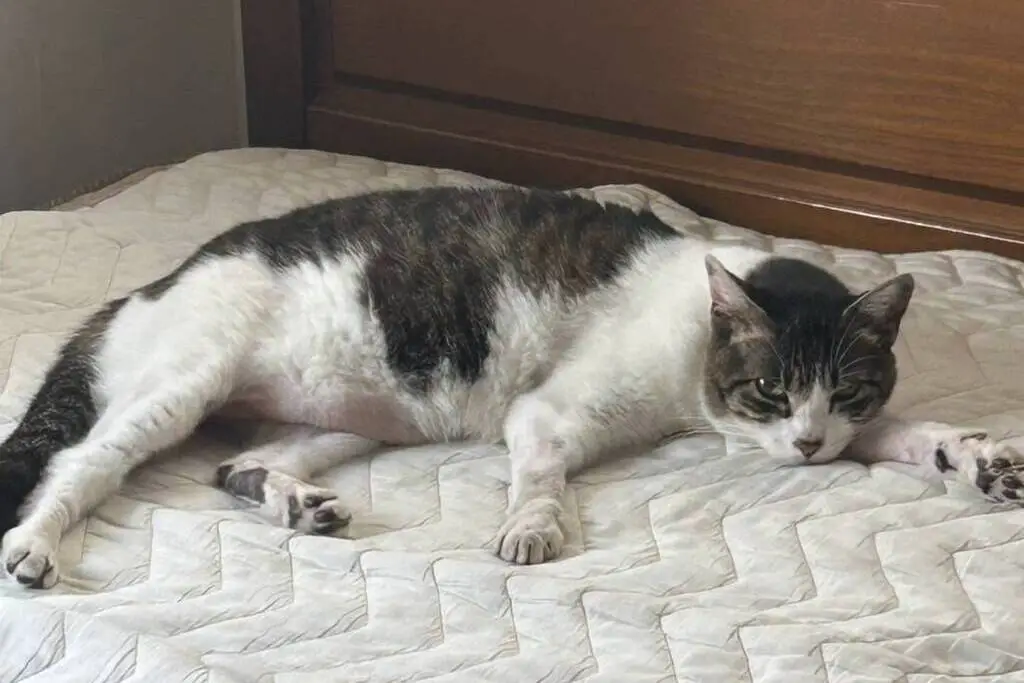 【迷子猫】神奈川県大和市のコユキくんを無事に保護！ペット探偵による事例をご紹介