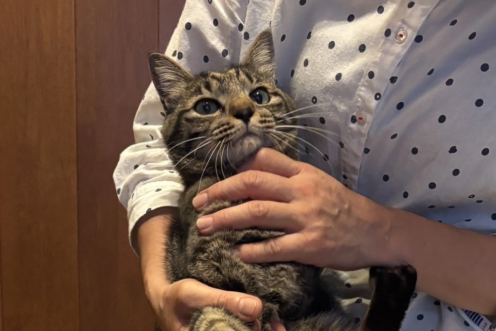 【迷子猫】鹿児島県姶良市のサンタくんを無事に保護！ペット探偵による事例をご紹介