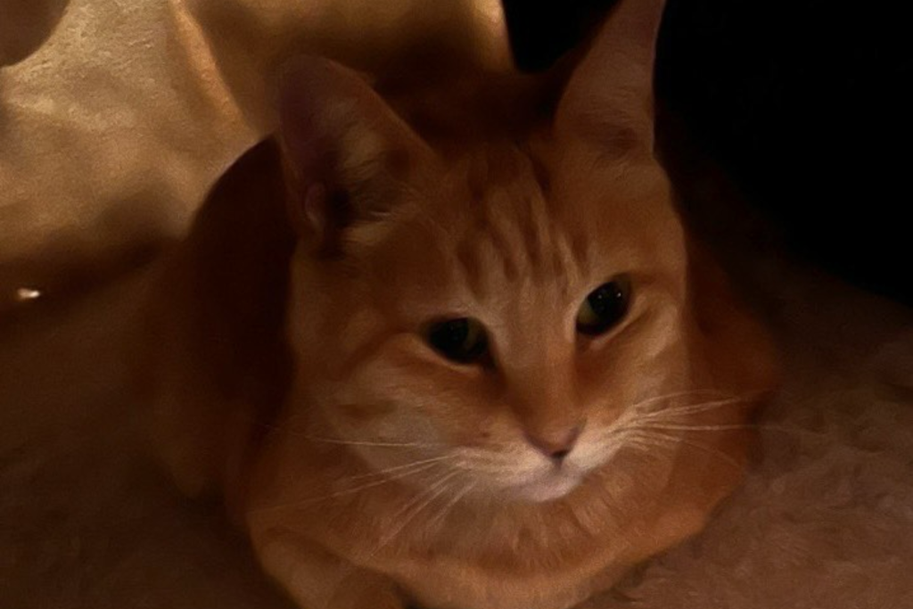 【迷子猫】徳島県徳島市のショウくんを無事に保護！ペット探偵による事例をご紹介
