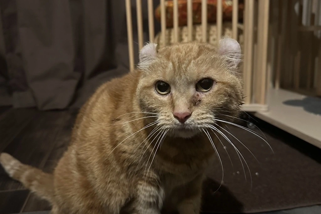 【迷子猫】神奈川県鎌倉市のチヨちゃんを無事に保護！ペット探偵による事例をご紹介