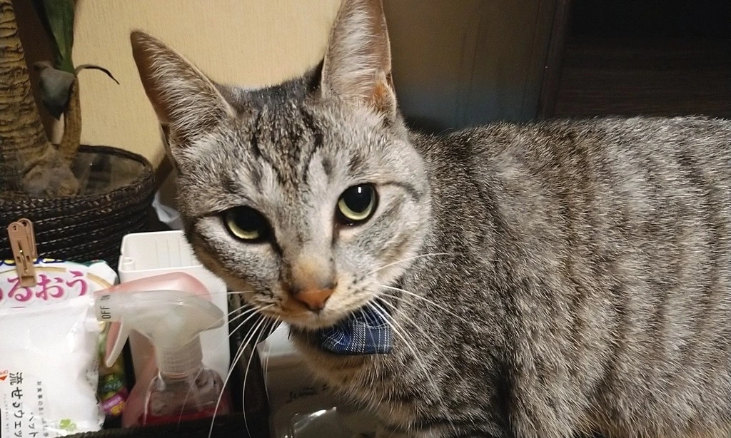 【迷子猫】岩手県奥州市のハルくんを無事に保護！ペット探偵による事例をご紹介