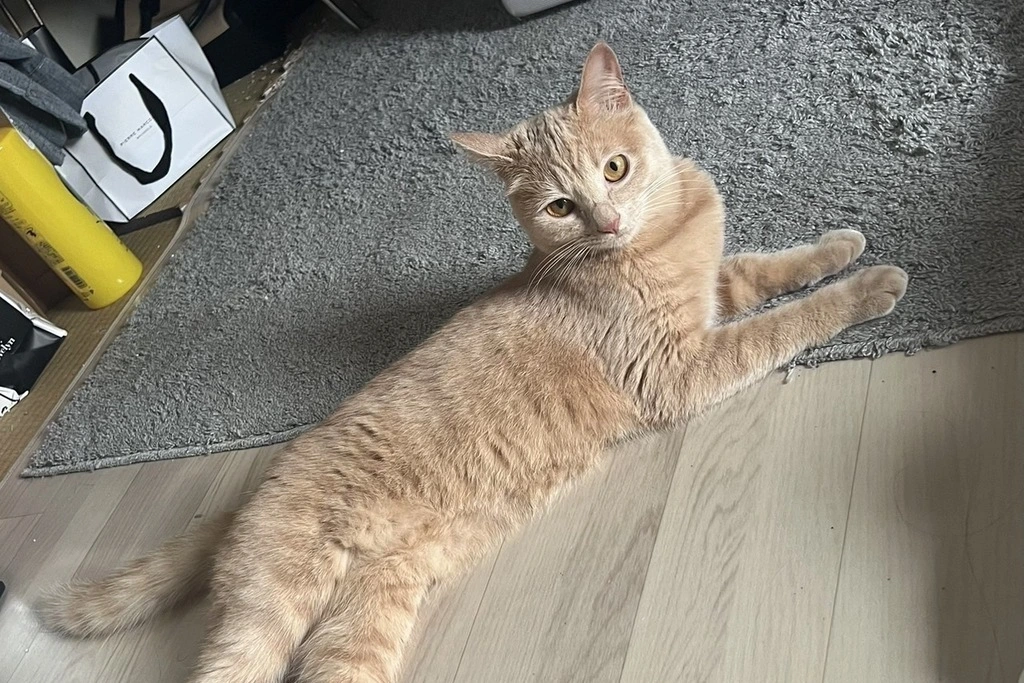 【迷子猫】東京都江東区のマロちゃんを無事に保護！ペット探偵による事例をご紹介