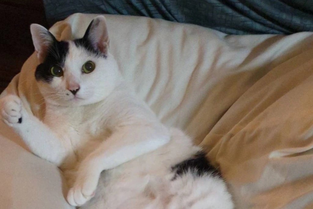 【迷子猫】青森県おいらせ町のマロくんを無事に保護！ペット探偵による事例をご紹介