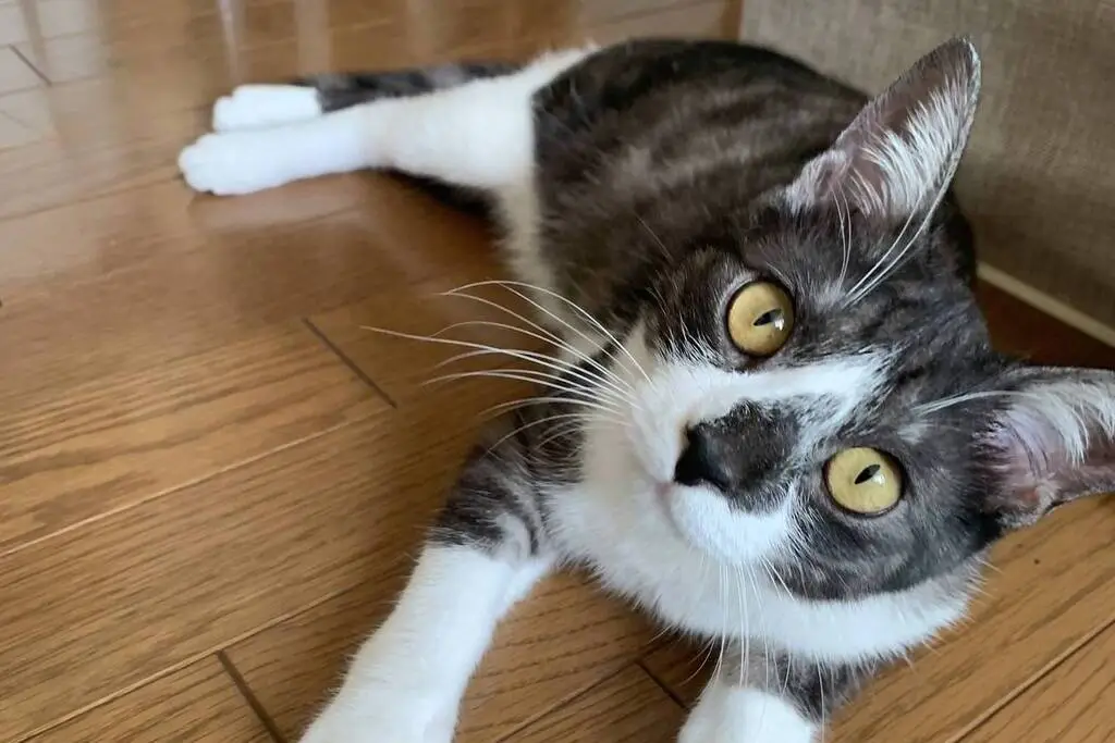 【迷子猫】北海道帯広市のムータくんを無事に保護！ペット探偵による事例をご紹介