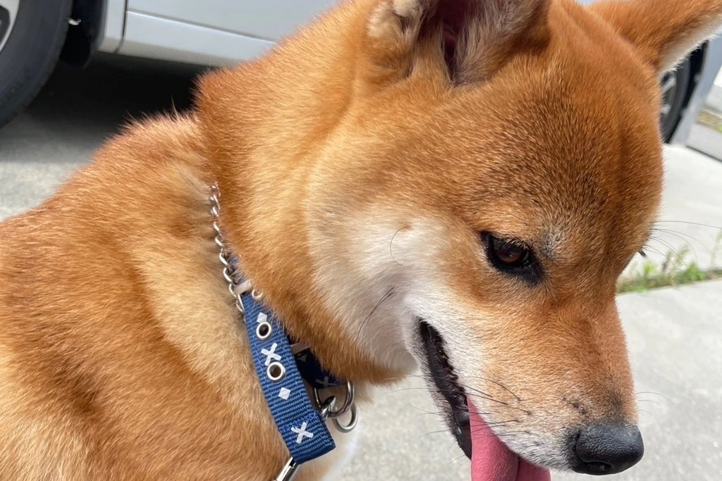 【迷子犬】奈良県奈良市のワカくんを無事に保護！ペット探偵による事例をご紹介
