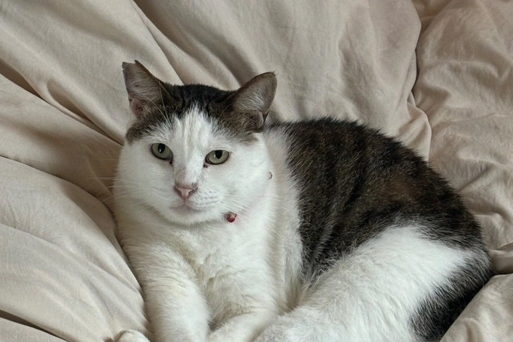 【迷子猫】沖縄県中頭郡のタラくんを無事に保護！ペット探偵による事例をご紹介