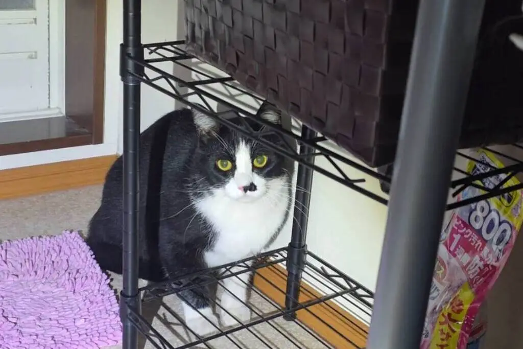 【迷子猫】北海道河東郡のアオくんを無事に保護！ペット探偵による事例をご紹介