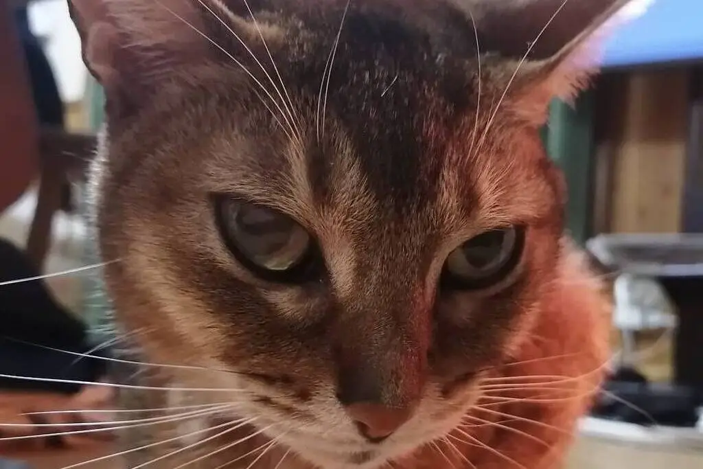 【迷子猫】三重県鈴鹿市のニャンチュウくんを無事に保護！ペット探偵による事例をご紹介