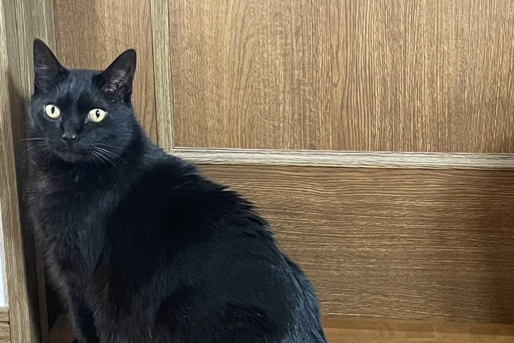 【迷子猫】愛知県西尾市のアンニンちゃんを無事に保護！ペット探偵による事例をご紹介