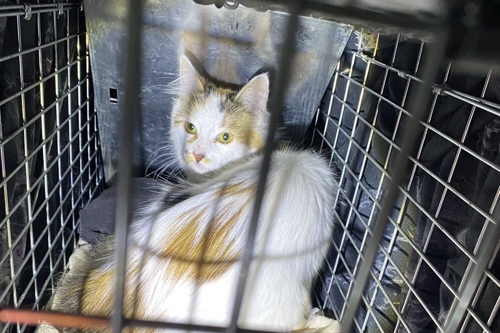【迷子猫】北海道川上郡のコシロウちゃんを無事に保護！ペット探偵による事例をご紹介