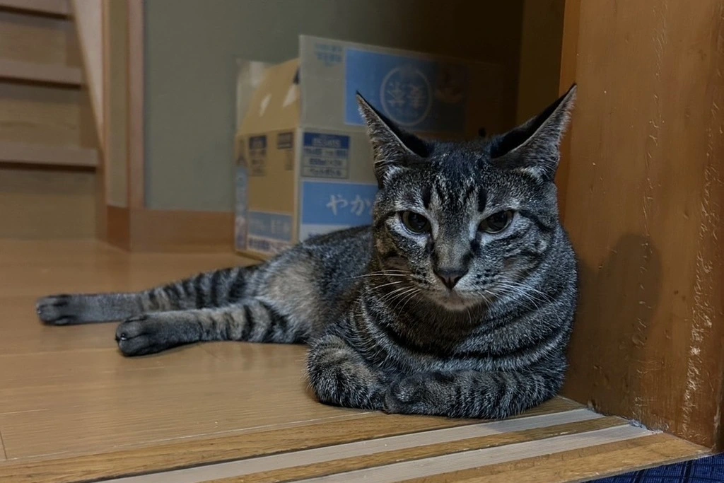 【迷子猫】長野県千曲市のシェリーを無事に保護！ペット探偵による事例をご紹介