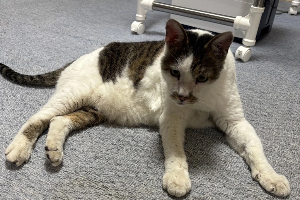 【迷子猫】北海道札幌市のタマくんを無事に保護！ペット探偵による事例をご紹介
