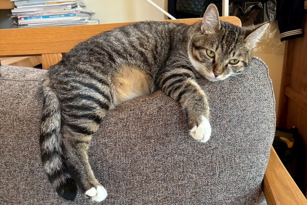【迷子猫】徳島県板野郡のツナちゃんを無事に保護!ペット探偵による事例をご紹介