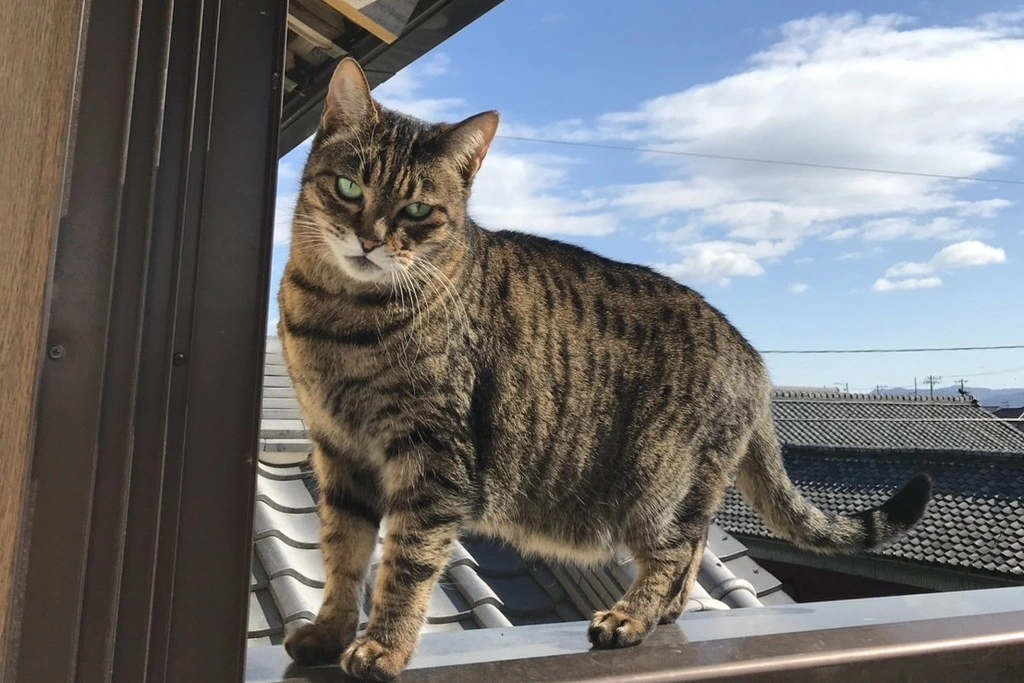 猫ちゃんは小さな隙間からでも外に出てしまうことがあり、特に年齢を重ねた猫ちゃんは体力や判断力の低下から、遠くに移動せず身近な場所に潜む傾向があります。 今回は、愛知県西尾市で破れた網戸から脱走してしまった16歳の高齢猫ちゃん「トラコちゃん」の保護事例をご紹介いたします。 併せて、高齢の猫ちゃんが脱走してしまった際の注意点や効果的な捜索方法についてもお伝えしていきます。 もし猫ちゃんが脱走してしまった場合は、まずは弊社の無料相談窓口までお気軽にご連絡ください。