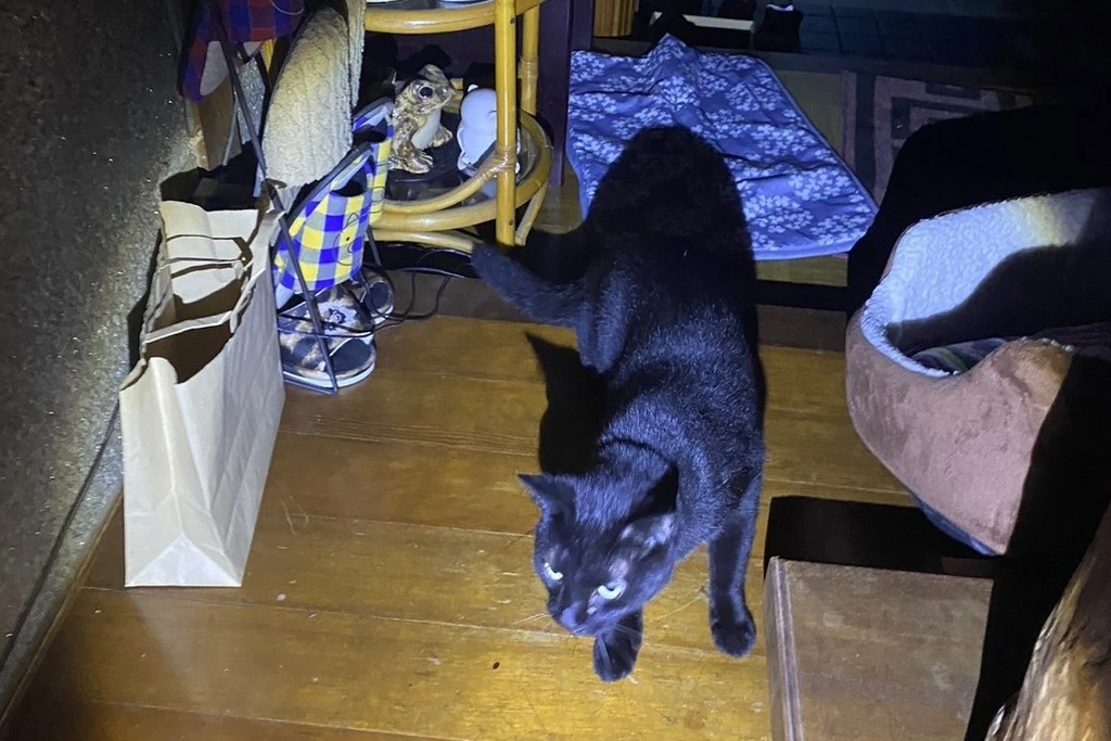 【迷子猫】三重県鈴鹿市のニャンチュウくんを無事に保護！ペット探偵による事例をご紹介