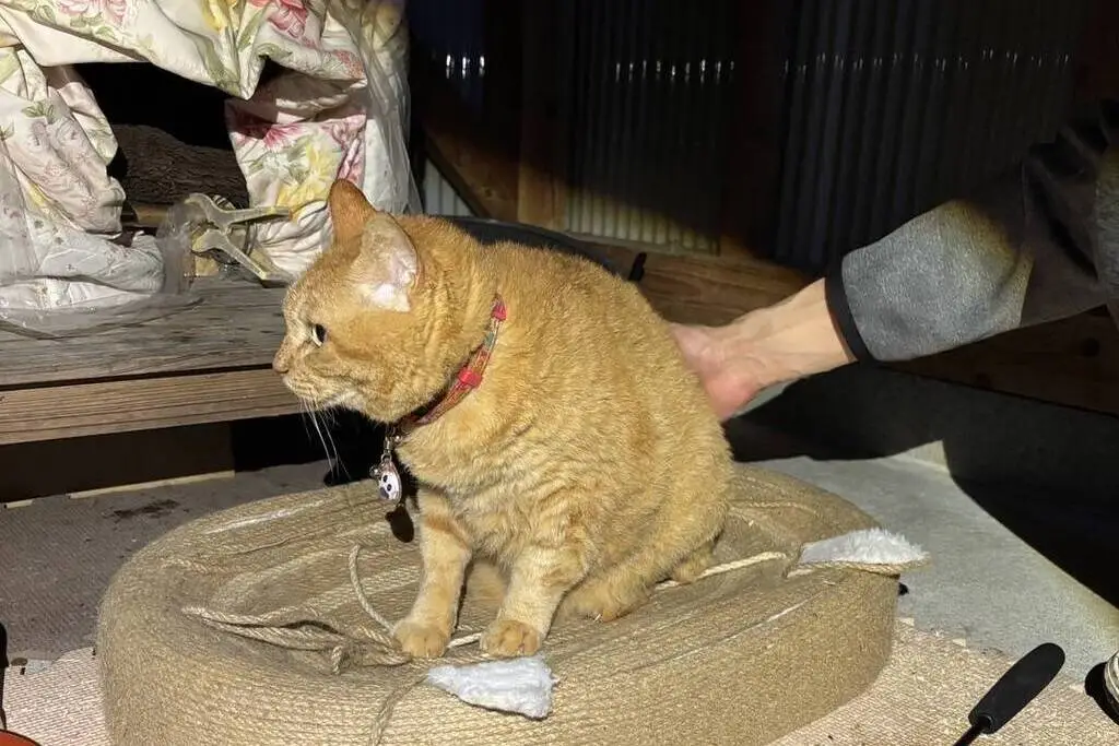 【迷子猫】佐賀県武雄市のヒマワリちゃんを無事に保護！ペット探偵による事例をご紹介